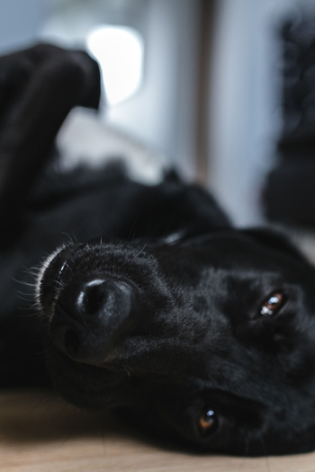 Adorable black dog Adorable black dog
