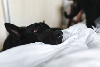 Adorable black dog Adorable black dog