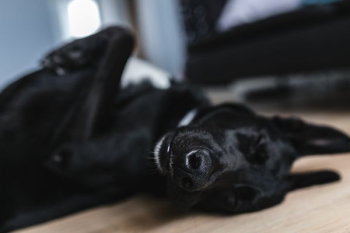 Adorable black dog Adorable black dog