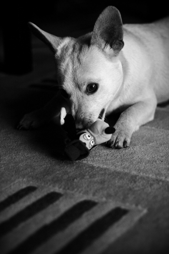 Adorable dog Adorable dog