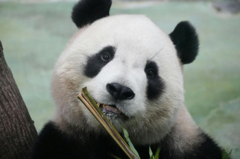 Adorable Giant Panda Eating Bamboo Adorable Giant Panda Eating Bamboo