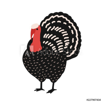 Adorable turkey isolated on white background