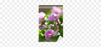 Adr Rose Adr Rose