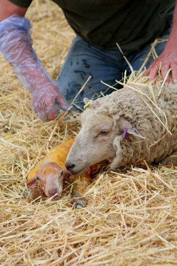 Adult and Young Sheeps Adult and Young Sheeps