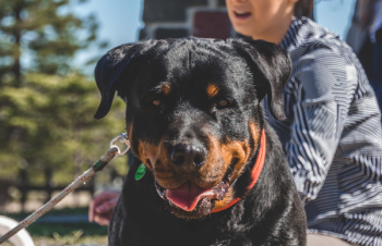 Adult Black and Mahogany Rottweiler Adult Black and Mahogany Rottweiler