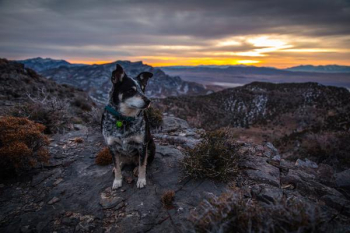 adult black and tan dog adult black and tan dog