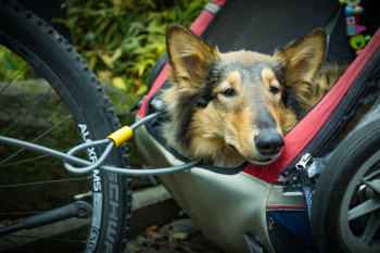 Adult Black and Tan Rough Collie Adult Black and Tan Rough Collie