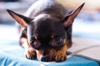 Adult Black and Tan Smooth Chihuahua Adult Black and Tan Smooth Chihuahua