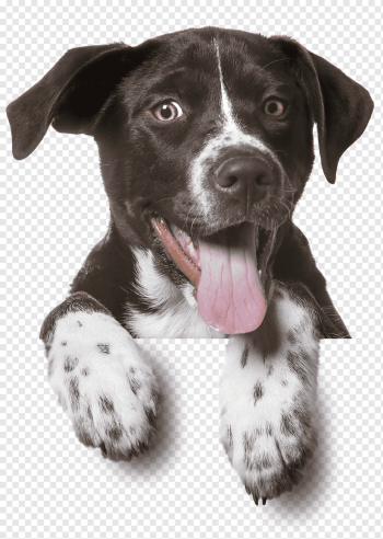 adult black and white American pit bull terrier, Dog Puppy Pet sitting Cat, dogs, animals, carnivoran, pet png