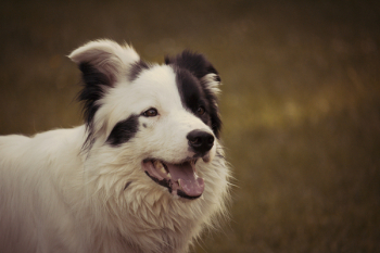 Adult Black and White Border Collie Adult Black and White Border Collie