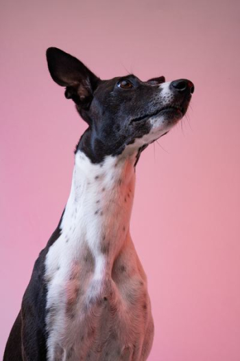 adult black and white dog adult black and white dog