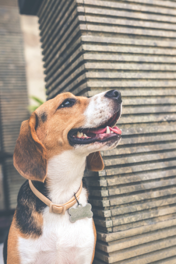 Adult Black, Brown, and White Beagle Adult Black, Brown, and White Beagle