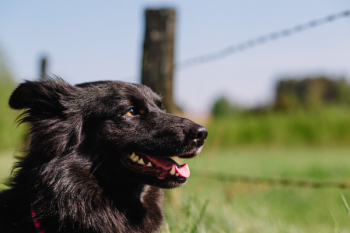 Adult Black Finnish Lapphund Mix Adult Black Finnish Lapphund Mix