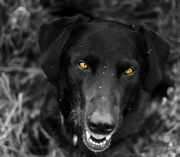 Adult Black Labrador Retriever Adult Black Labrador Retriever