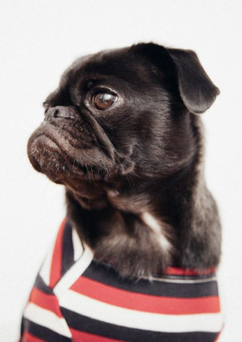 adult black pug wearing white, black, and red striped apparel adult black pug wearing white, black, and red striped apparel