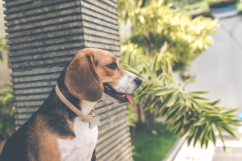 Adult Black, White, and Brown Beagle Adult Black, White, and Brown Beagle