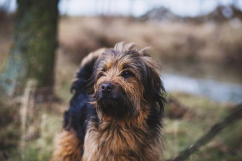 adult brown and black Shih-tzu adult brown and black Shih-tzu