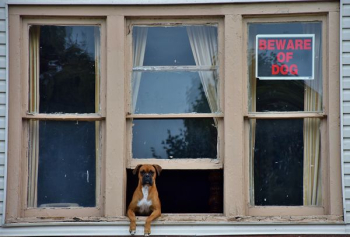 adult brown boxer on gray window adult brown boxer on gray window