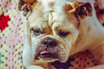 adult brown bulldog adult brown bulldog