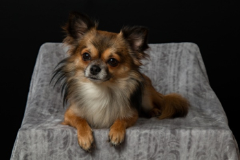Adult Brown Chihuahua Adult Brown Chihuahua