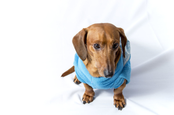 Adult Brown Dachshund Wearing Blue Shirt Adult Brown Dachshund Wearing Blue Shirt