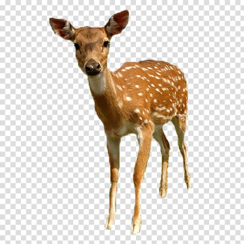 Adult brown deer, White-tailed deer Roe deer Sika deer, Deer transparent background PNG clipart