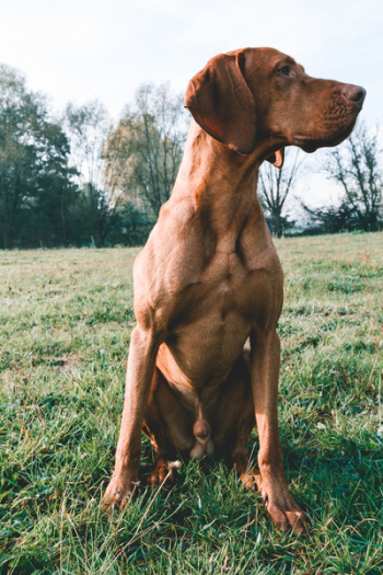 Adult Brown Great Dane Adult Brown Great Dane