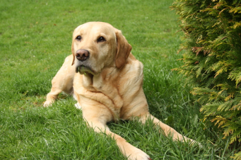 Adult Brown Labrador Retriever Adult Brown Labrador Retriever