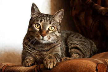 Adult Brown Tabby Cat Adult Brown Tabby Cat