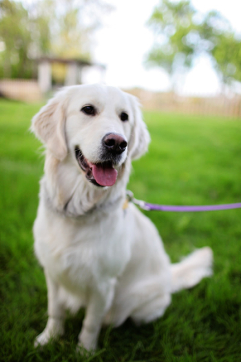 Adult Cream Retriever Sitting on Grass Adult Cream Retriever Sitting on Grass