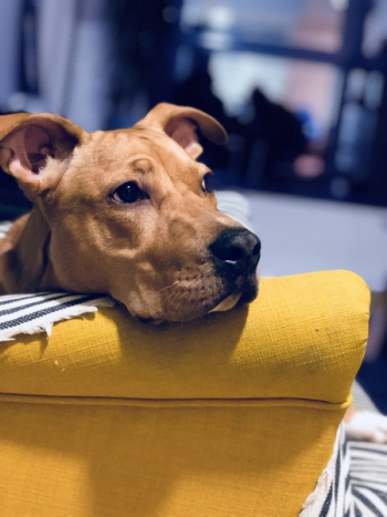 Adult Fawn American Pit Bull Terrier Adult Fawn American Pit Bull Terrier