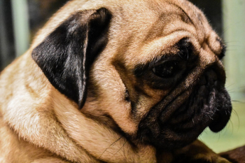 Adult Fawn Pug Adult Fawn Pug
