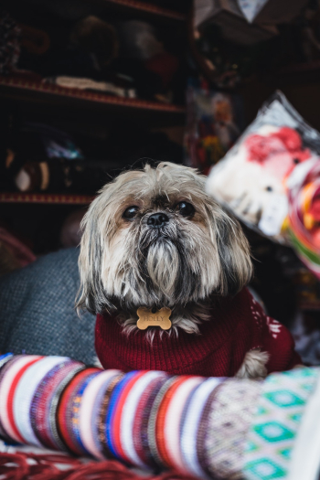 Adult Fawn Shih Tzu Adult Fawn Shih Tzu