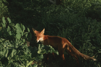 Adult Fox on Grass Adult Fox on Grass
