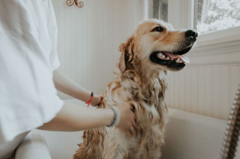 adult golden retriever taking a bath adult golden retriever taking a bath