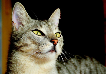 Adult Grey Cat Adult Grey Cat