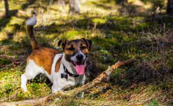 Adult Jack Russell Terrier Adult Jack Russell Terrier
