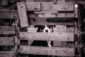 Adult Kelpie Behind Wooden Fence Adult Kelpie Behind Wooden Fence