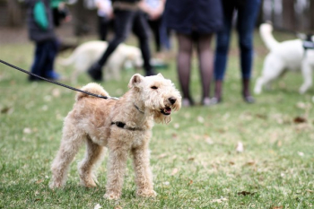 Adult Lakeland Terrier Adult Lakeland Terrier
