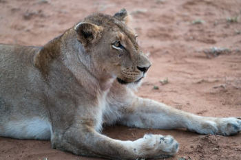 adult lioness lying on ground adult lioness lying on ground