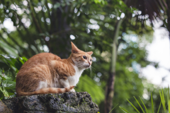 Adult Orange Tabby Cat Sitting on Boulder