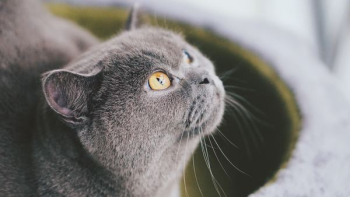 adult russian blue cat adult russian blue cat