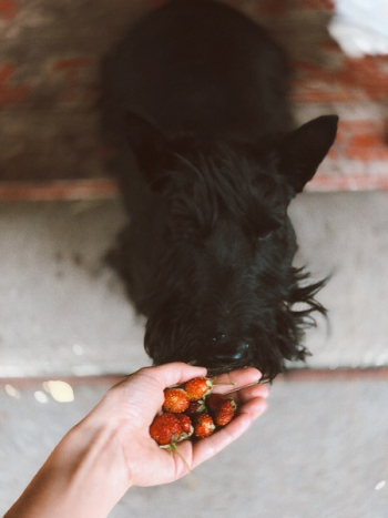 Adult Scottish Terrier on Focus Photo Adult Scottish Terrier on Focus Photo