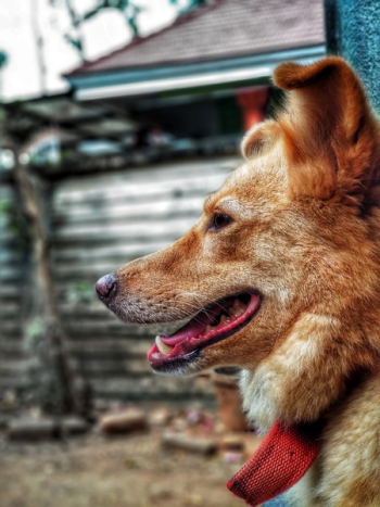 Adult Short-coat Brown Dog Adult Short-coat Brown Dog