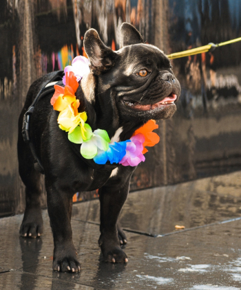 Adult Short-coated Black Dog Adult Short-coated Black Dog