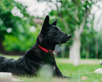 Adult Short-coated Black Dog Adult Short-coated Black Dog