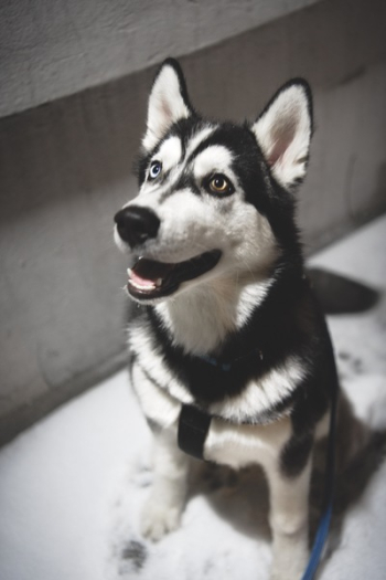 Adult Siberian Husky Selected Focus Adult Siberian Husky Selected Focus