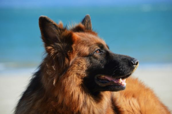 adult tan and black German shepherd adult tan and black German shepherd