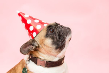 Adult Tan and White French Bulldog Adult Tan and White French Bulldog