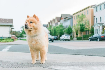 adult tan chow chow on pavement adult tan chow chow on pavement
